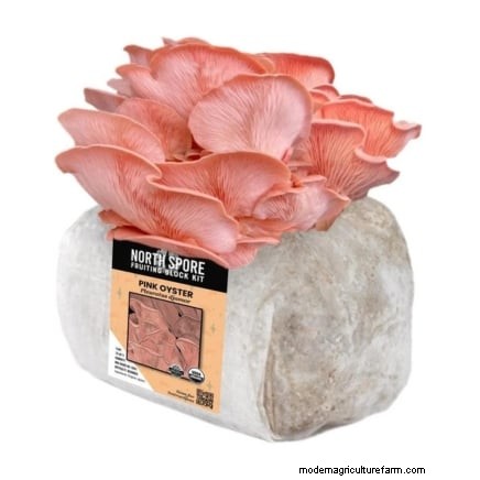 Welke methode voor het kweken van paddenstoelen is het beste? Vruchtblokken, zaagselspawn of buitenblokken uitgelegd 