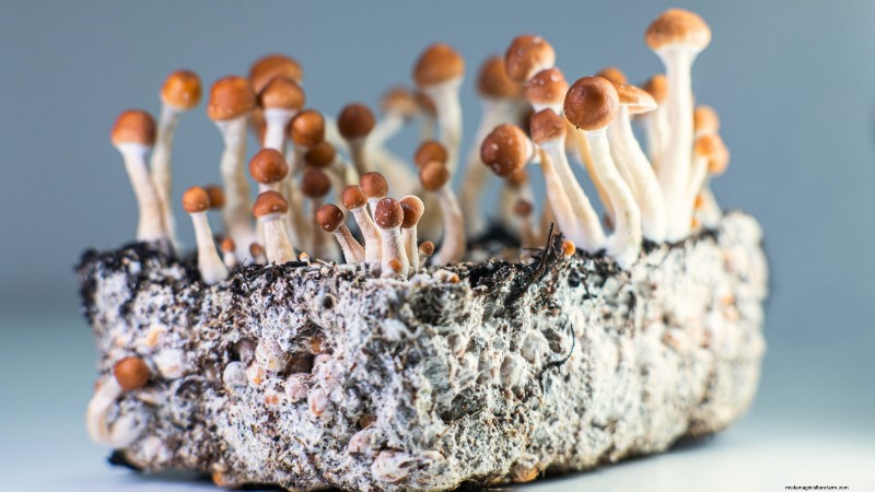 Welke methode voor het kweken van paddenstoelen is het beste? Vruchtblokken, zaagselspawn of buitenblokken uitgelegd 