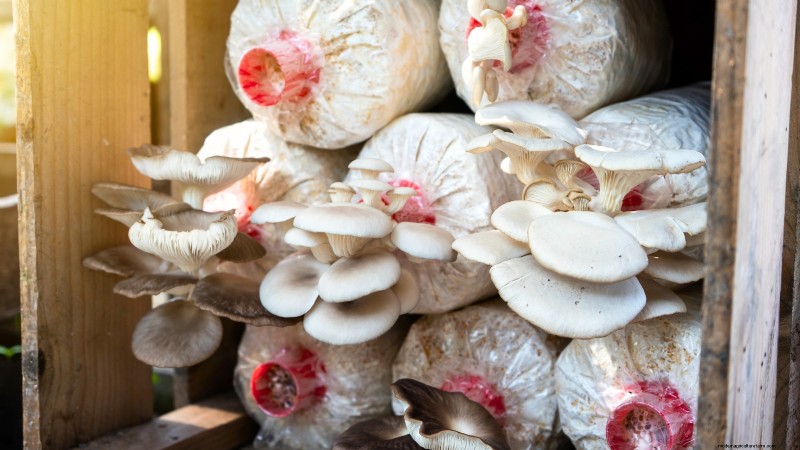 Welke methode voor het kweken van paddenstoelen is het beste? Vruchtblokken, zaagselspawn of buitenblokken uitgelegd 