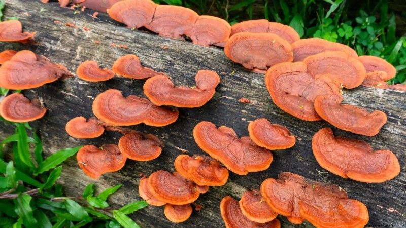 Welke methode voor het kweken van paddenstoelen is het beste? Vruchtblokken, zaagselspawn of buitenblokken uitgelegd 