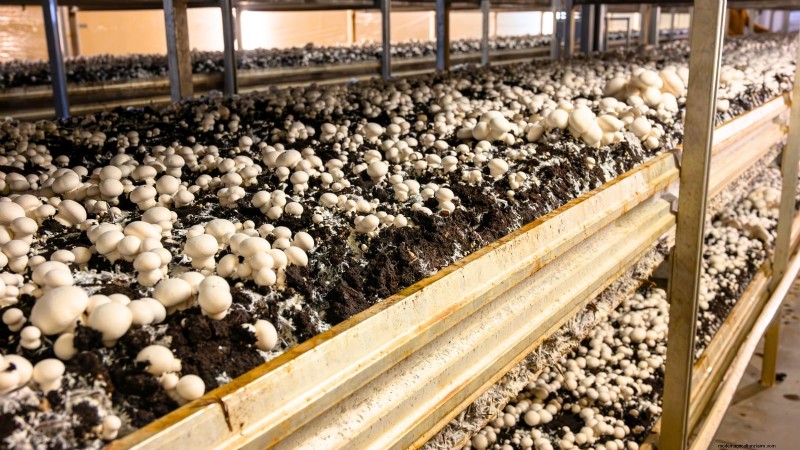 Welke methode voor het kweken van paddenstoelen is het beste? Vruchtblokken, zaagselspawn of buitenblokken uitgelegd 