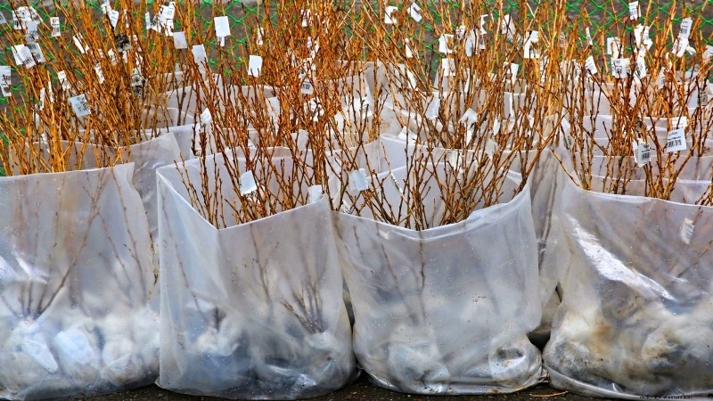 Optimale timing voor het planten van fruitbomen met blote wortel per USDA-zone 