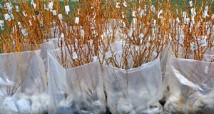 Optimal Timing for Planting Bare‑Root Fruit Trees by USDA Zone
