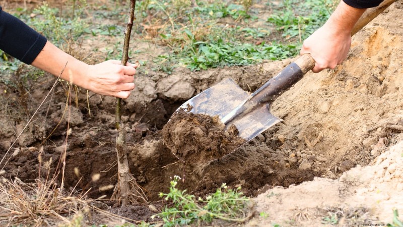 Optimale timing voor het planten van fruitbomen met blote wortel per USDA-zone 