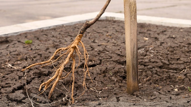 Optimale timing voor het planten van fruitbomen met blote wortel per USDA-zone 