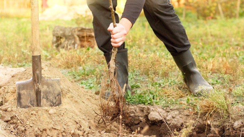 Optimale timing voor het planten van fruitbomen met blote wortel per USDA-zone 