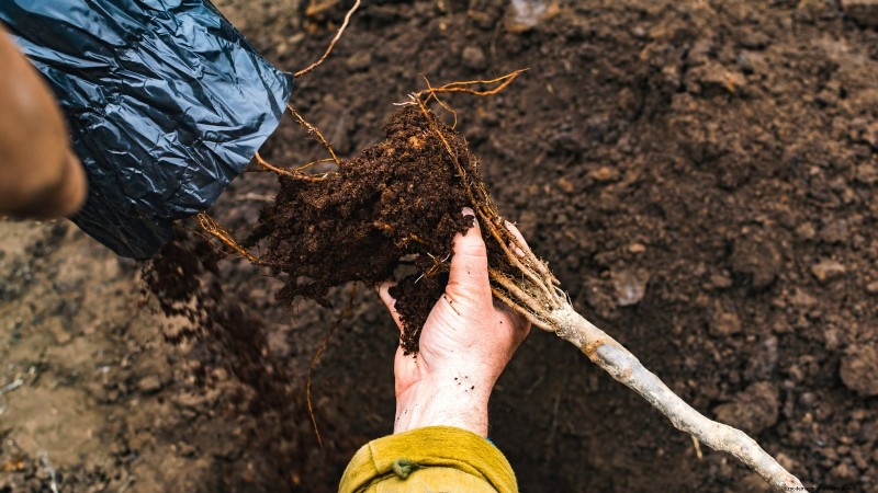 Optimale timing voor het planten van fruitbomen met blote wortel per USDA-zone 