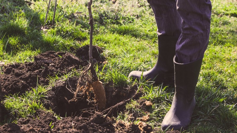 Optimale timing voor het planten van fruitbomen met blote wortel per USDA-zone 