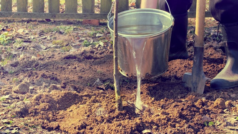 Optimale timing voor het planten van fruitbomen met blote wortel per USDA-zone 