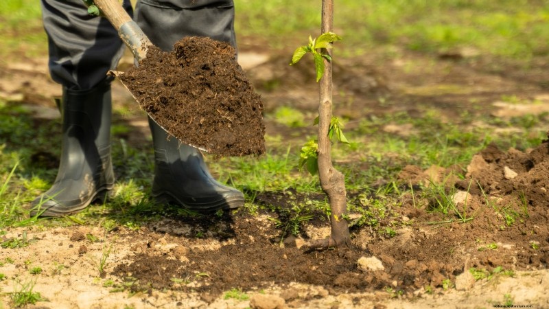 Optimale timing voor het planten van fruitbomen met blote wortel per USDA-zone 