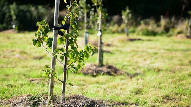 Optimale timing voor het planten van fruitbomen met blote wortel per USDA-zone 