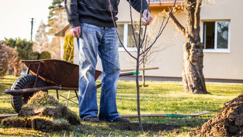 Optimale timing voor het planten van fruitbomen met blote wortel per USDA-zone 