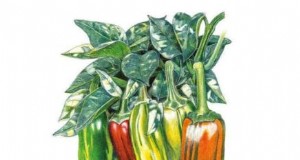 Comment faire pousser des plants de piment à partir de graines :un guide complet 