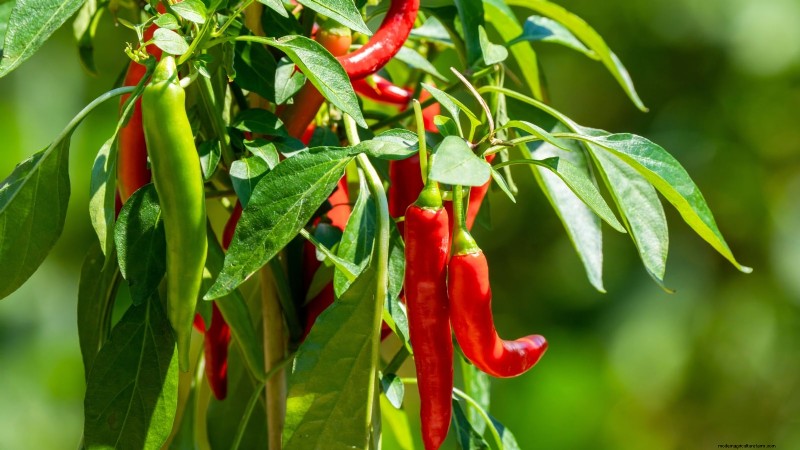 Chilipeperplanten uit zaad laten groeien:een complete gids 