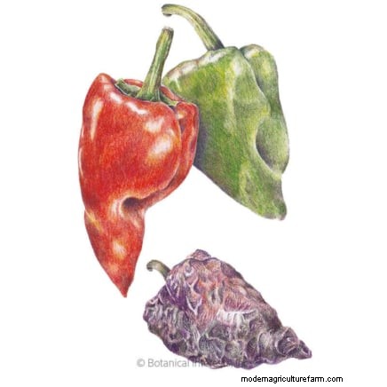 Chilipeperplanten uit zaad laten groeien:een complete gids 