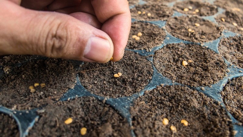 Chilipeperplanten uit zaad laten groeien:een complete gids 