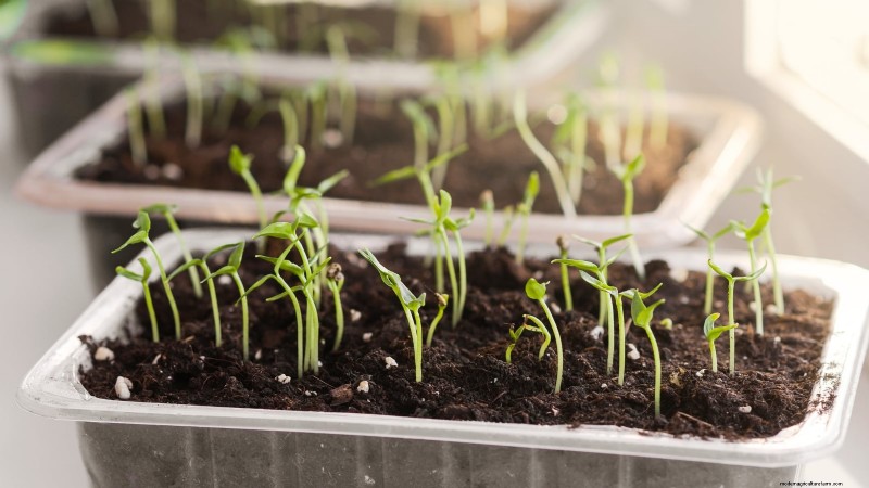 Chilipeperplanten uit zaad laten groeien:een complete gids 