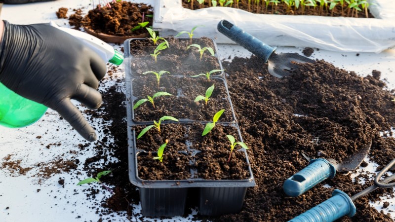 Chilipeperplanten uit zaad laten groeien:een complete gids 