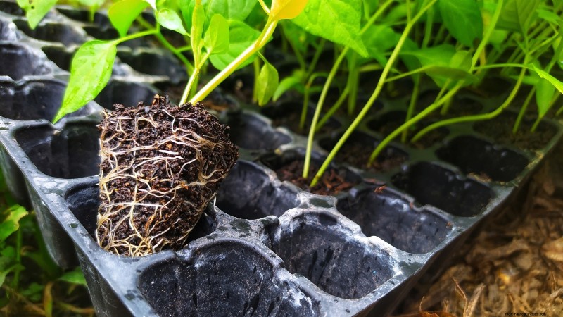 Chilipeperplanten uit zaad laten groeien:een complete gids 
