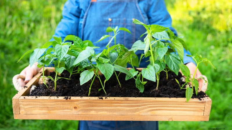 Chilipeperplanten uit zaad laten groeien:een complete gids 