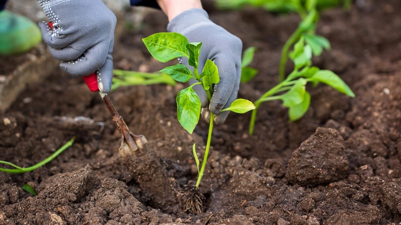 Chilipeperplanten uit zaad laten groeien:een complete gids 