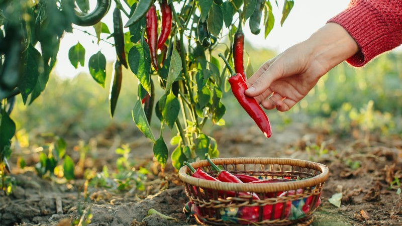 Chilipeperplanten uit zaad laten groeien:een complete gids 