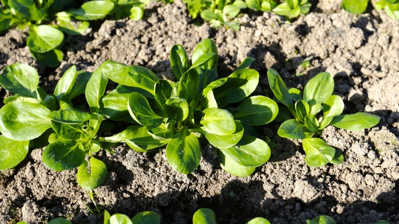 力強い春の菜園のために、1月から室内で育て始める丈夫な野菜11選 