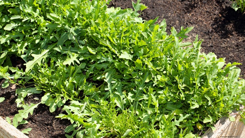 力強い春の菜園のために、1月から室内で育て始める丈夫な野菜11選 