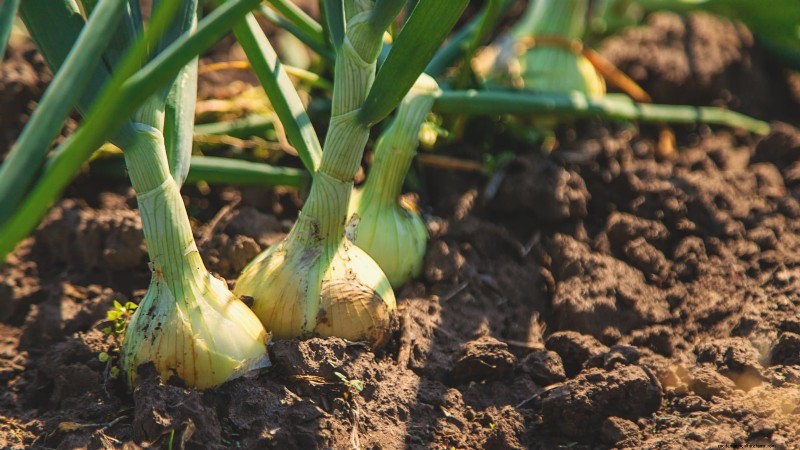 力強い春の菜園のために、1月から室内で育て始める丈夫な野菜11選 