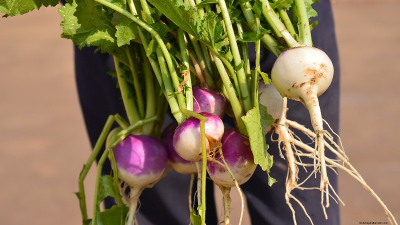 力強い春の菜園のために、1月から室内で育て始める丈夫な野菜11選 