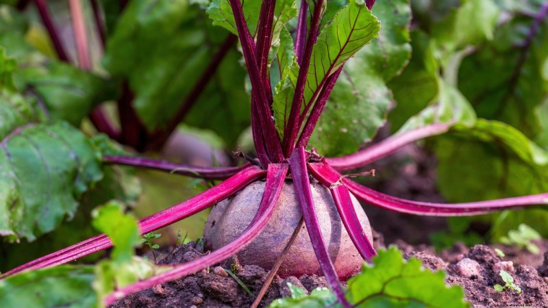 力強い春の菜園のために、1月から室内で育て始める丈夫な野菜11選 