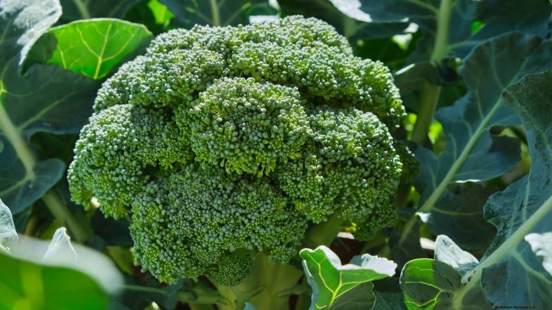 力強い春の菜園のために、1月から室内で育て始める丈夫な野菜11選 