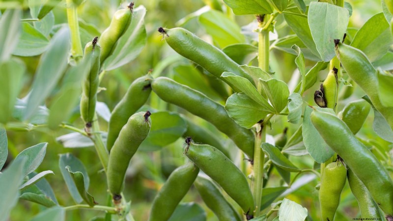 力強い春の菜園のために、1月から室内で育て始める丈夫な野菜11選 