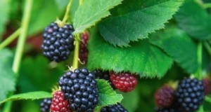 De ideale tijd van november om 13 prachtige bessenstruiken te planten 