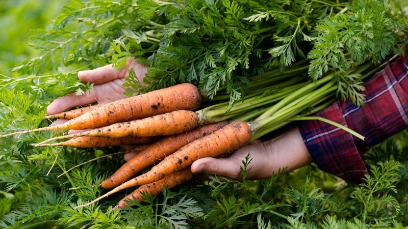Comment hiverner les carottes :un guide étape par étape pour obtenir des racines sucrées et prêtes pour l hiver 
