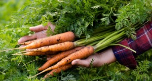 How to Overwinter Carrots: A Step‑by‑Step Guide to Sweet, Winter‑Ready Roots