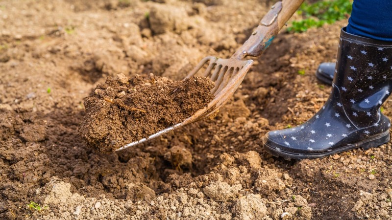 Comment hiverner les carottes :un guide étape par étape pour obtenir des racines sucrées et prêtes pour l hiver 