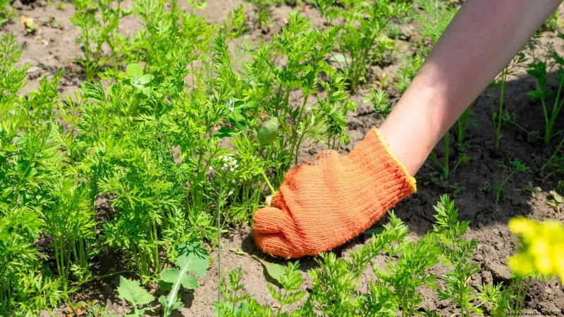 Comment hiverner les carottes :un guide étape par étape pour obtenir des racines sucrées et prêtes pour l hiver 
