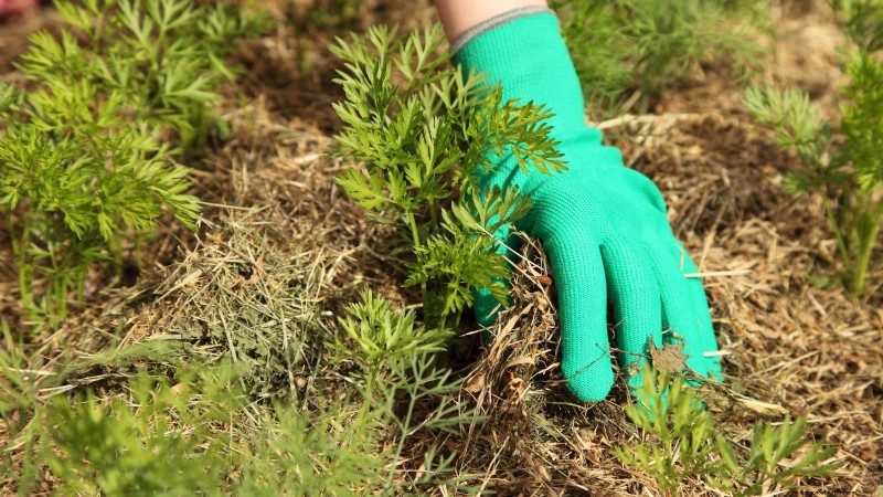 Comment hiverner les carottes :un guide étape par étape pour obtenir des racines sucrées et prêtes pour l hiver 