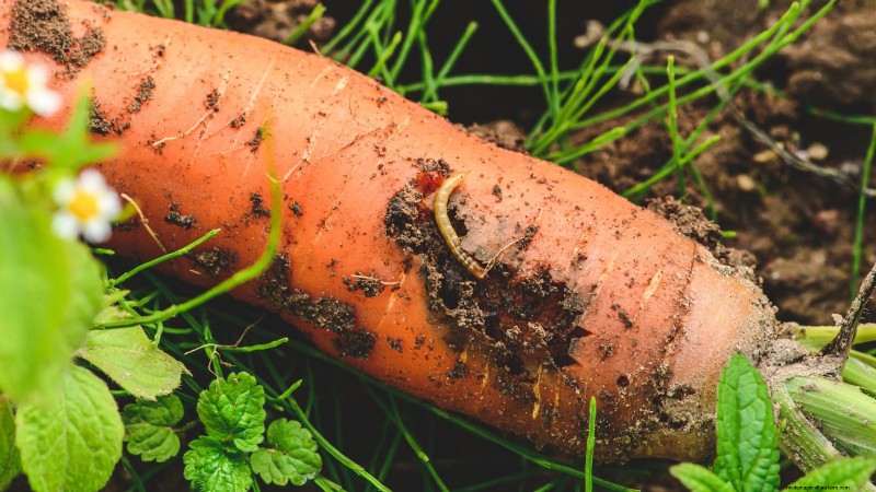 Comment hiverner les carottes :un guide étape par étape pour obtenir des racines sucrées et prêtes pour l hiver 