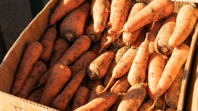 Comment hiverner les carottes :un guide étape par étape pour obtenir des racines sucrées et prêtes pour l hiver 