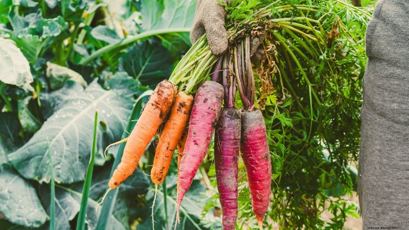 Comment hiverner les carottes :un guide étape par étape pour obtenir des racines sucrées et prêtes pour l hiver 
