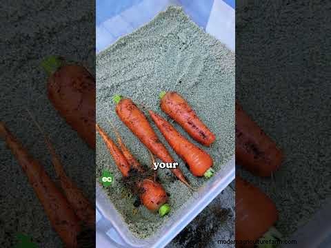 Comment hiverner les carottes :un guide étape par étape pour obtenir des racines sucrées et prêtes pour l hiver 