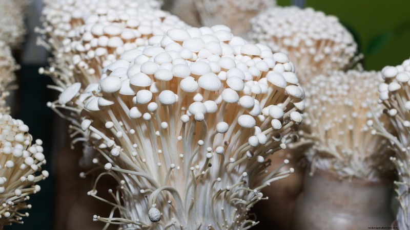 Cultivez 7 champignons populaires sur votre comptoir :un guide complet 