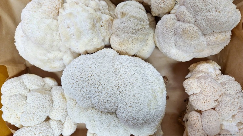 Cultivez 7 champignons populaires sur votre comptoir :un guide complet 