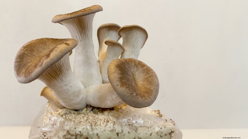 Cultivez 7 champignons populaires sur votre comptoir :un guide complet 