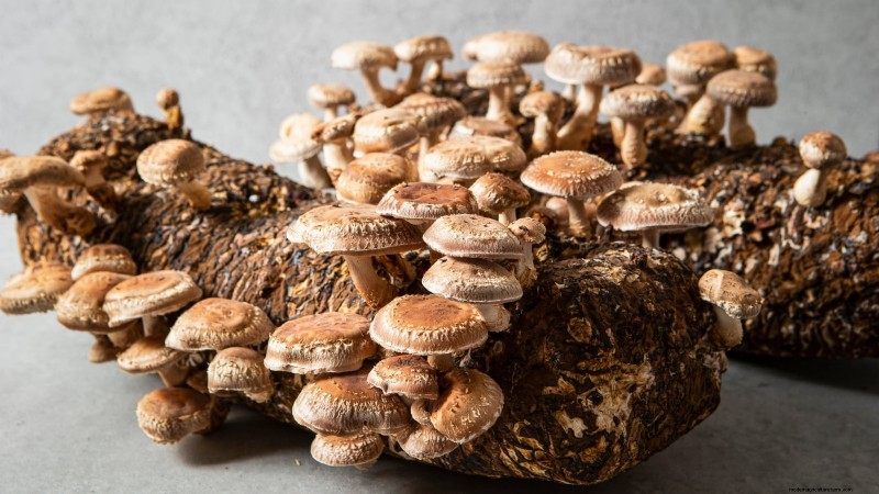Cultivez 7 champignons populaires sur votre comptoir :un guide complet 