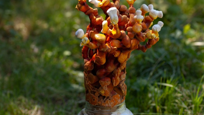 Cultivez 7 champignons populaires sur votre comptoir :un guide complet 