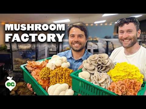 Cultivez 7 champignons populaires sur votre comptoir :un guide complet