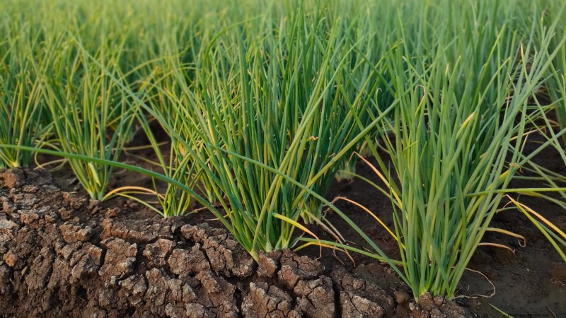 Padroneggiare la piantagione dello scalogno:tempistiche, tecniche e consigli per un raccolto abbondante 